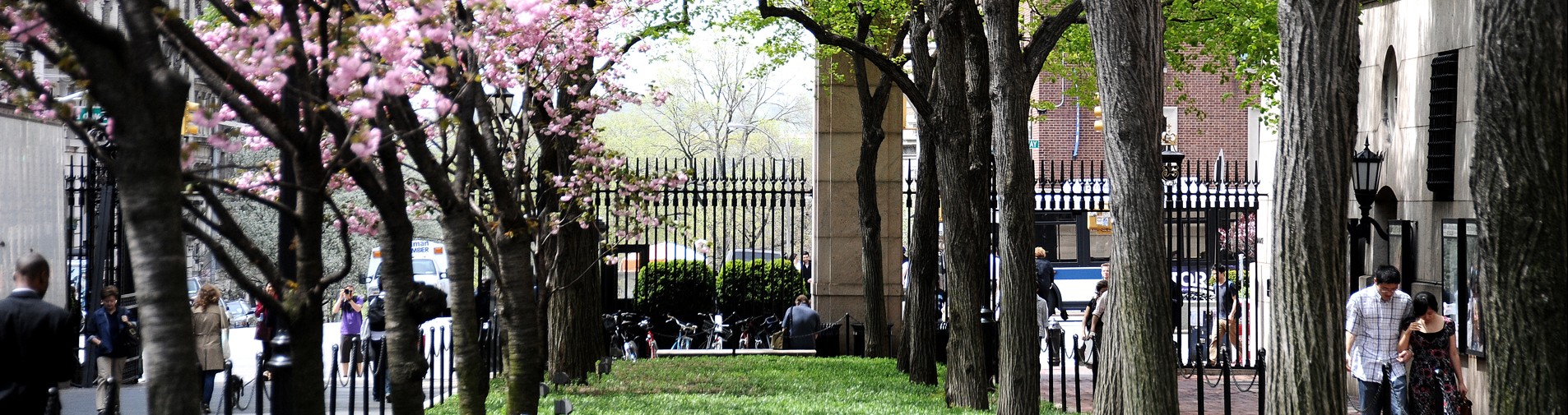 A view of College Walk during the springtime with some Cherry Blossom trees in bloom.